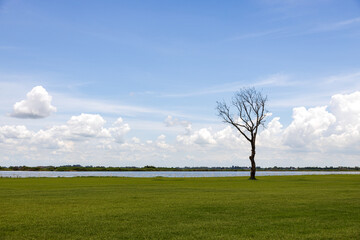 Leafless trees are installed as decorations on the lawn.