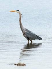 Great Blue Heron (Ardea herodias)