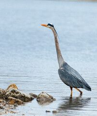 Great Blue Heron (Ardea herodias)
