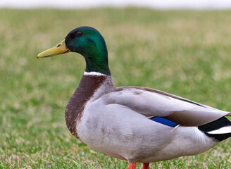 Close up of a male Mallard Duck (Anas platyrhynchos) in the grass