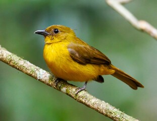 A beautiful wild bird captured in its natural habitat, surrounded by trees, sunlight, and serenity.

