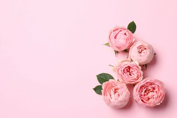 Beautiful pink peony roses on white background