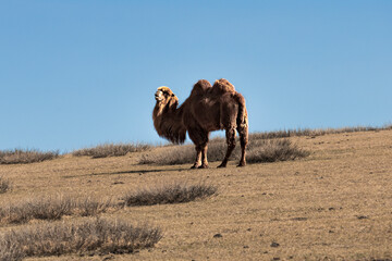 Dromedary 