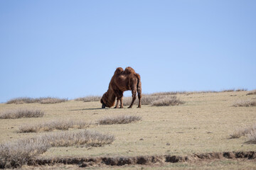 Dromedar in the mongolian field