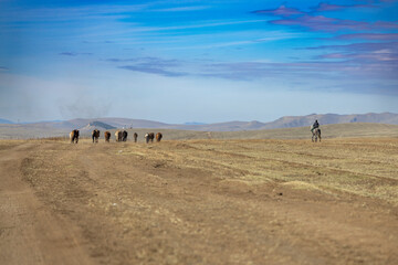 mongolian horses in the wide field