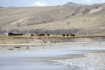 mongolian countryside 