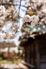 鎌倉2504　英勝寺15　桜