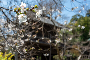 鎌倉2504　英勝寺11　桜