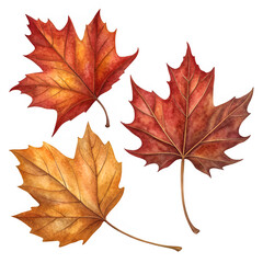 Obraz premium Set of three autumn leaves in warm red, gold, and orange hues