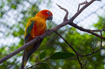 The sun conure (Aratinga solstitialis), also known as the sun parakeet, is a medium-sized, vibrantly colored parrot native to northeastern South America.
