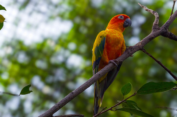 The sun conure (Aratinga solstitialis), also known as the sun parakeet, is a medium-sized, vibrantly colored parrot native to northeastern South America. 