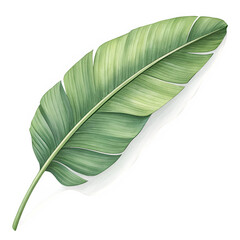 Fototapeta premium Single banana leaf shadow in a horizontal layout with soft lighting