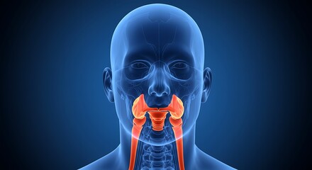 Human Anatomy Illustration Showing Palate and Throat Structure