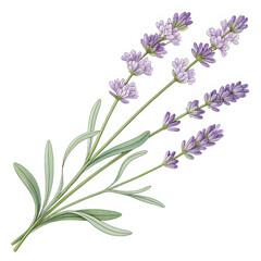 Naklejka premium Transparent PNG of a hand-drawn lavender stem with delicate details