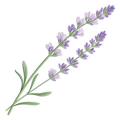 Naklejka premium Transparent PNG of a hand-drawn lavender stem with delicate details
