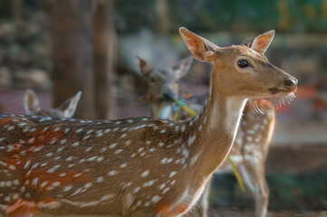 The chital or cheetal (Axis axis), also called spotted deer, chital deer and axis deer, is a deer...