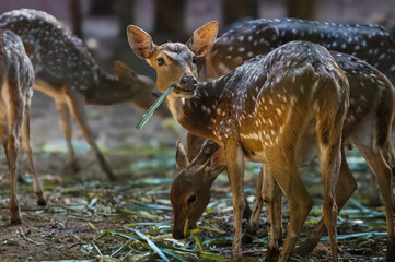 The chital or cheetal (Axis axis), also called spotted deer, chital deer and axis deer, is a deer...