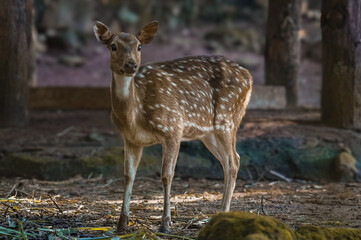The chital or cheetal (Axis axis), also called spotted deer, chital deer and axis deer, is a deer species native to the Indian subcontinent. 