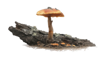 Mushroom with Bark Pieces on Cap Photorealistic Style Transparent Background