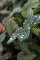 green strawberry leaves with water drops