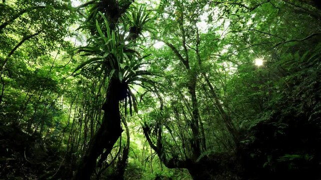 奄美の森〜亜熱帯林13