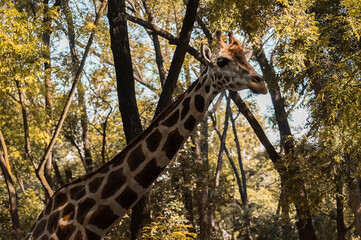 The giraffe is a large African hoofed mammal belonging to the genus Giraffa. It is the tallest living terrestrial animal and the largest ruminant on Earth. 