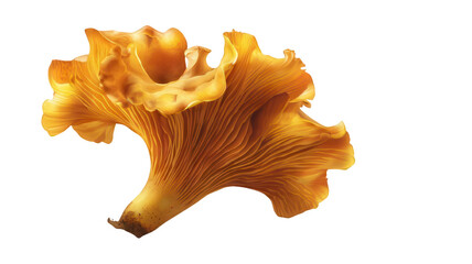 Realistic Chanterelle with Curved Golden Cap Isolated on White Background