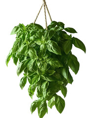 Fresh green basil leaves, an aromatic herb and healthy food ingredient, are isolated on a white background