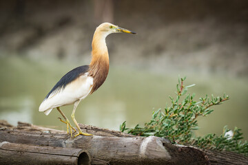 A beautiful Javan pond heron standing alert on a wooden log by the water, with soft natural light highlighting its elegant feathers and sharp gaze.