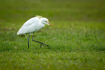 A Cattle Egret walking gracefully across a green grassy field, captured in a side profile with soft natural light and clear focus on its elegant posture.