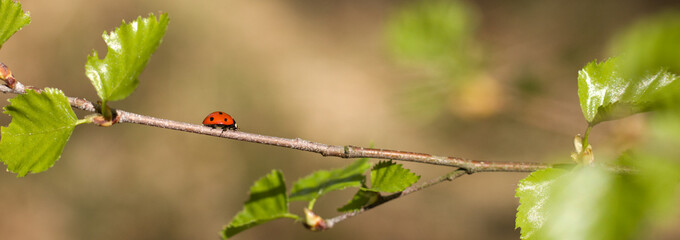 Red ladybug on a branch in a spring. Young green leaves in spring.