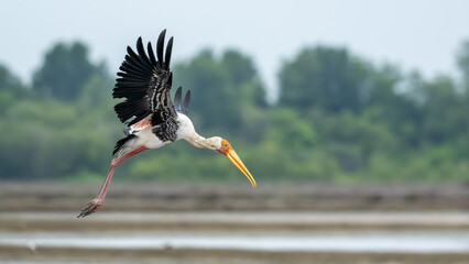 A large Painted Stork with a long yellow beak captured mid-flight over a salt pond, wings spread wide and background blurred with trees and water.