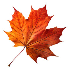 Fototapeta premium High resolution PNG of a real maple leaf in autumn colors