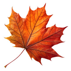 High resolution PNG of a real maple leaf in autumn colors