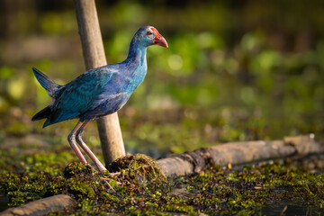 A vibrant Purple Swamphen with a red beak stands alert on a wet, mossy surface in natural wetland surroundings, with warm sunlight highlighting its plumage.
