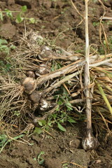 garlic plant Young harvest of garlic plant on ground, Collected bunch of heads of garlic is on a heap, Harvesting garlic in the garden