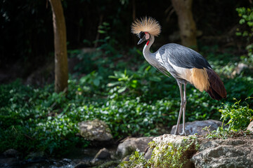 A majestic grey crowned crane standing on a rock in a lush green forest, highlighted by natural sunlight and showcasing its elegant plumage and golden crest...