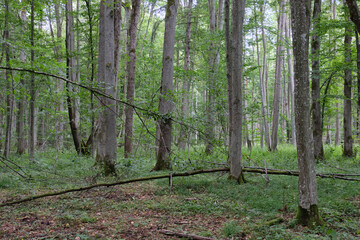 Fototapeta premium Late summer rich deciduous stand with old trees and lush foliage