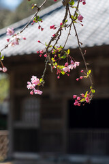 鎌倉2504　海蔵寺3　海棠