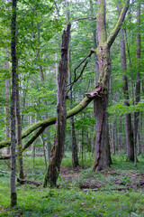 Late summer rich deciduous stand with old trees and lush foliage