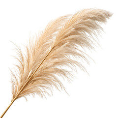 Fototapeta premium High resolution PNG of pampas grass plume with beige feathery fronds
