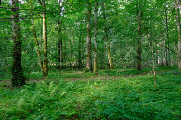 Late summer rich deciduous stand with old trees and lush foliage