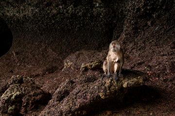 Monkey Sitting on Rock in Cave