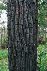 Textured Tree Bark Close-Up