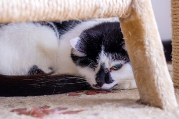A black and white cat peacefully laying under a tall scratching post