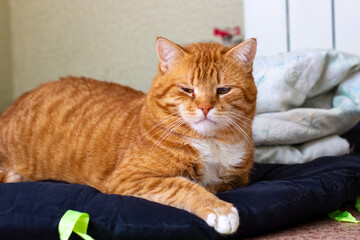 A lazy orange and white cat is comfortably laying on a soft black pillow