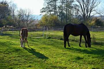Naklejka premium A beautiful horse is grazing on a green meadow on a sunny day. Concept for animals and nature.