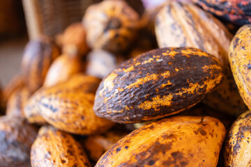 Cocoa beans are harvested and displayed in rustic setting showcasing their natural beauty and rich...
