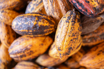Cocoa beans are harvested from cacao pods, showcasing their unique textures and colors. These beans are essential for creating delicious chocolate products and are vital agricultural commodity
