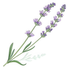 Naklejka premium Transparent PNG of a hand-drawn lavender stem with delicate details
